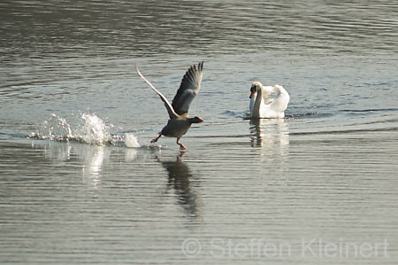 002 Höckerschwan im Angriff (Cygnus olor)